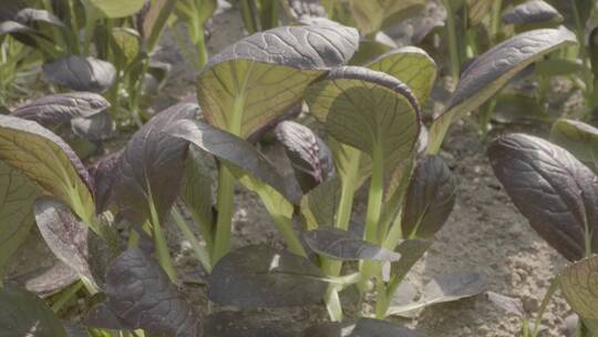 植物嫩苗紫罗兰油菜温室微距拍摄LOG素材