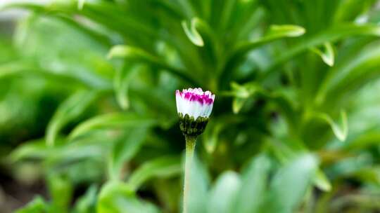 花开延时 花 春天开花 立春视频素材模板下载