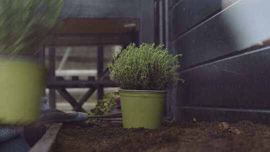 种植，草药，盆栽植物，园丁