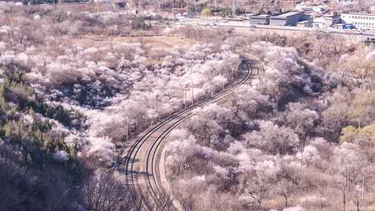 北京居庸关花海城市风光