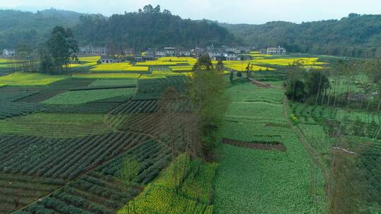 春天乡村航拍风景油菜花田和村庄