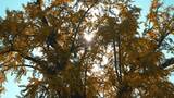 阳光透过银杏树高清在线视频素材下载