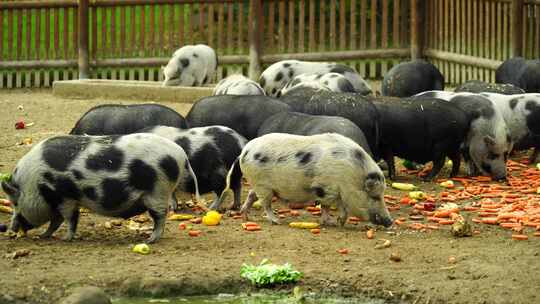 猪吃蔬菜的视频