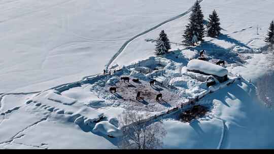 新疆冬季旅游 禾木冬天 村庄 禾木雪景