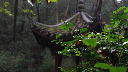 杭州西湖景区虎跑公园森林氧吧