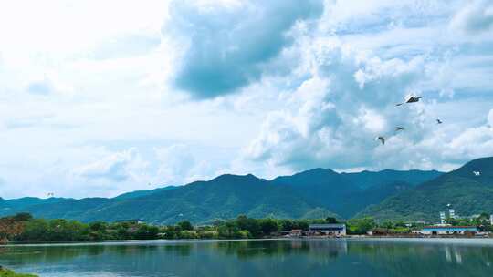 白鹭飞翔鹭群回巢白鹭湿地栖息情绪镜头