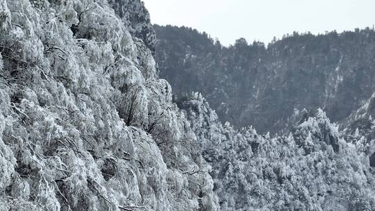 航拍湖北神农架原始森林群山冬季雪景雪松