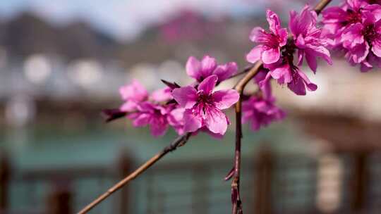 美丽鲜花 樱花开放 春天花朵 鲜花盛开