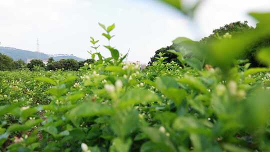 唯美茉莉花与福州茉莉花种植园