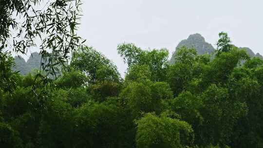 雨中竹子竹叶雨滴