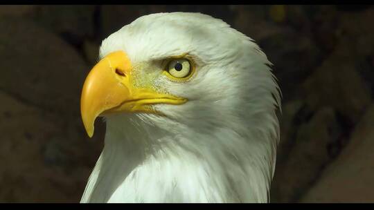 老鹰野生动物鸟类动物园观赏视频素材模板下载