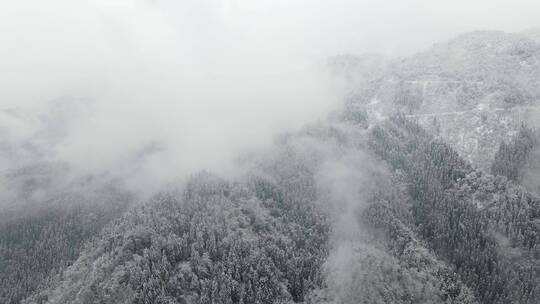 冬天森林雪景视频素材模板下载