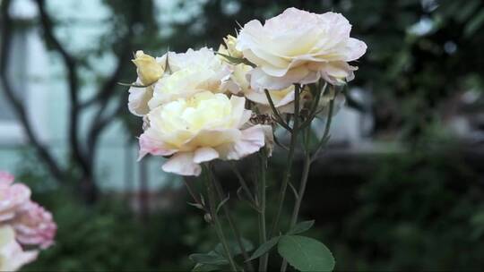 绽放的白色玫瑰