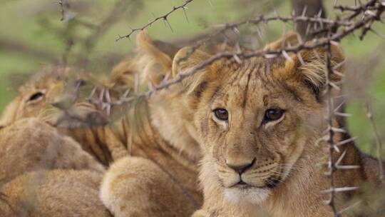 小狮子在灌木丛中休息视频素材模板下载