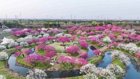 上海春天 梅花 花开海上