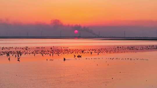 鄱阳湖湿地日落候鸟大雁飞鸟景观