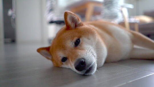 可爱的柴犬狗狗睡觉脸部特写4K视频素材模板下载