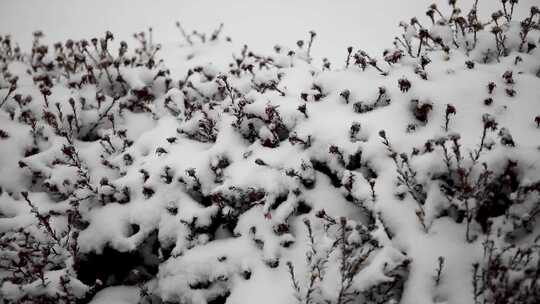 冬季雪花飘落到植物上的雪景