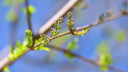 春天树枝生长绿色芽孢枝头发芽特写