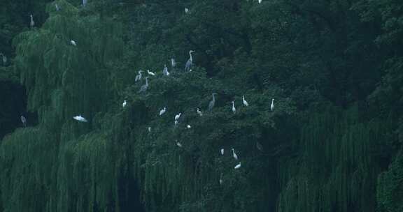 湖边树林飞行和歇息的鸟