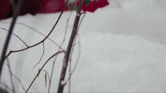 雪地上散落的红色康乃馨