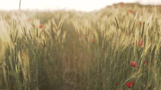 实拍小麦和红罂粟花