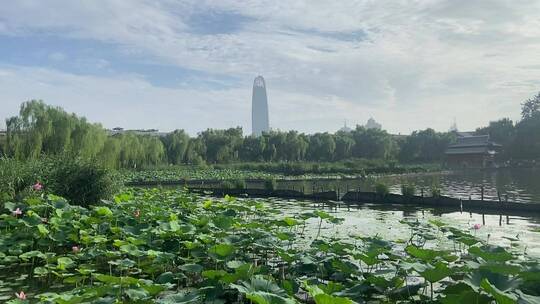 济南5A级景区大明湖，夏季荷花盛开风景怡人