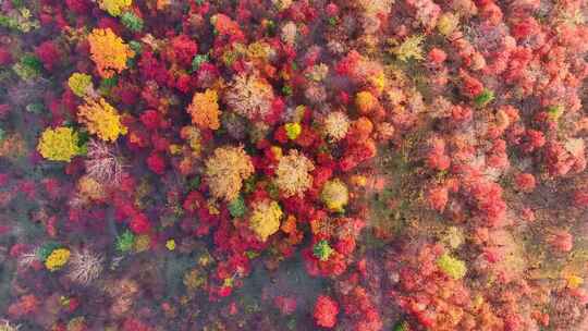 4K秋天五花山吉林东北秋景日出云海云雾逆光