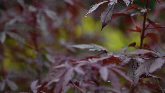 秋天枫叶在雨中轻轻摇动