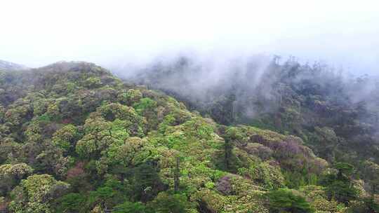 雨雾森林花开