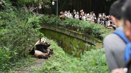 旅游景区成都大熊猫基地