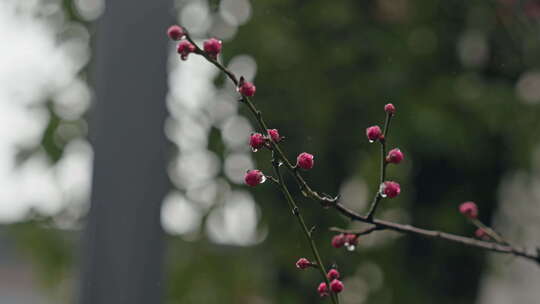 雨中盛开的梅花微距镜头特写