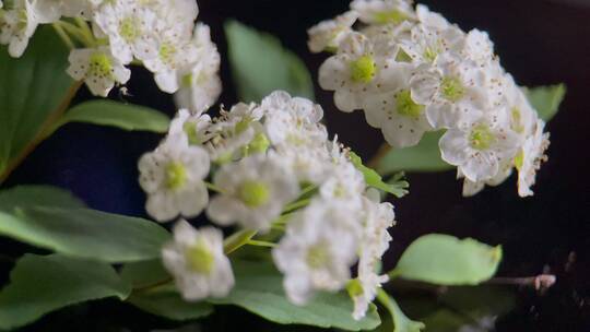 微距鲜花摄影铁线菊野花