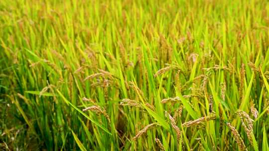 秋天正在结穗灌浆生长的水稻