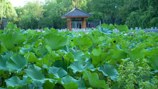 武汉汉阳江滩公园风景