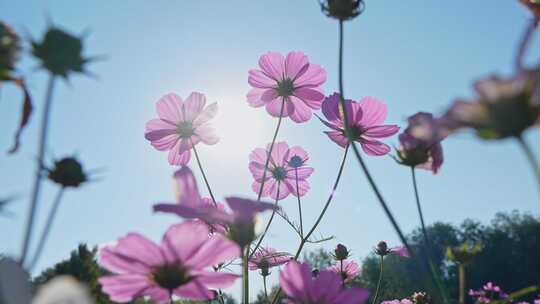 格桑花特写