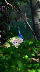 公园里的一只蓝色雄孔雀竖屏
