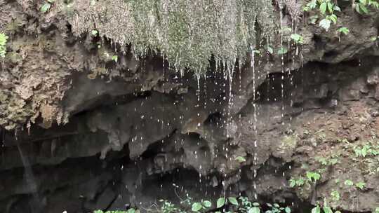 岩洞内滴水不断且长有绿色植物