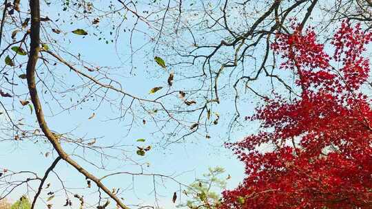 红叶飘落自然风光素材