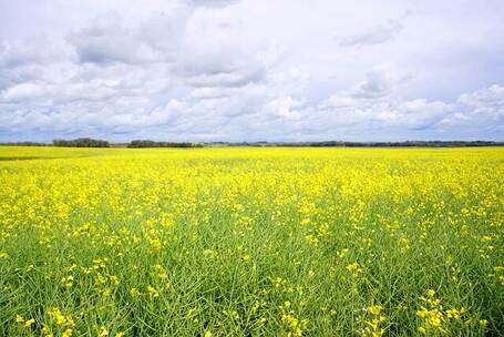马头琴的风 温柔 静谧 马头琴 长笛