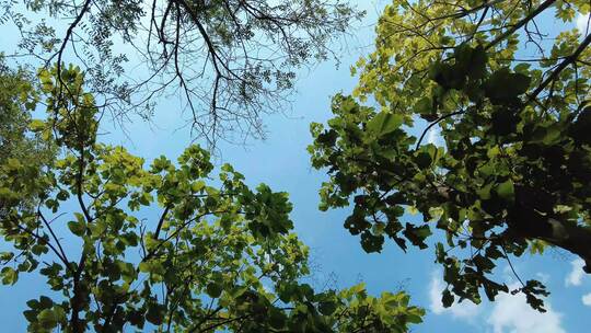 蓝天阳光风吹树叶实拍