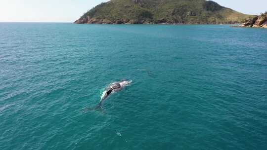 澳大利亚昆士兰州海岸附近座头鲸和幼崽的旋