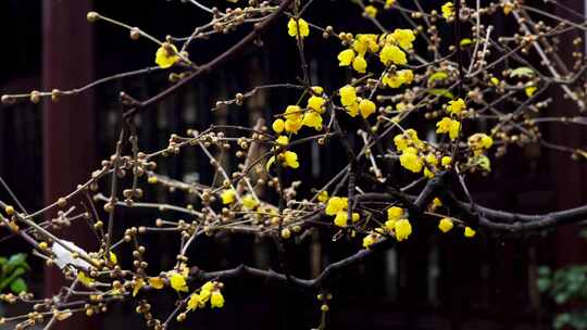 古典园林南京瞻园雪后腊梅树枝积雪古风意境