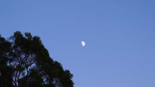 夜晚月亮树林夜幕降临森林半月夜空天空黑夜视频素材模板下载