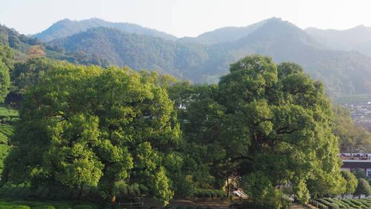 航拍杭州龙井茶产地梅家坞