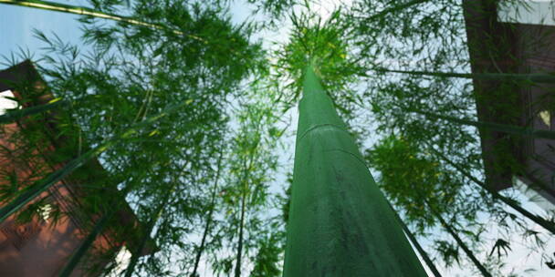 新中式竹林景观建筑三维动画