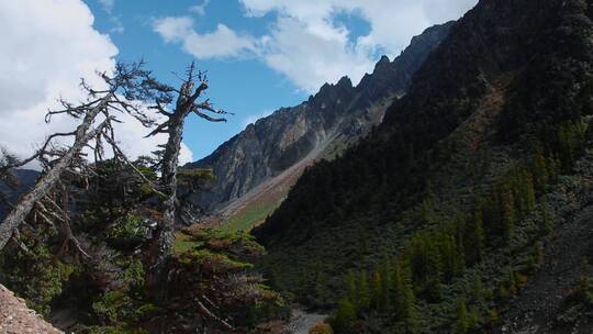 西藏风光视频蓝天白云下枯树干森林山坡