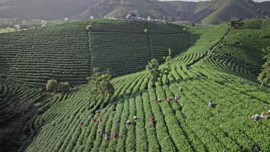 茶园茶山安吉白茶