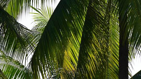 海南三亚傍晚蓝天下椰梦长廊绿色椰树