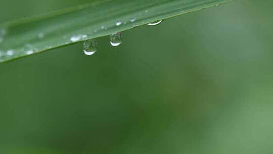 下雨天植物叶子撒行的水珠